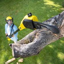 Reliable Dover, FL Tree Removal and Landscaping Services Solutions